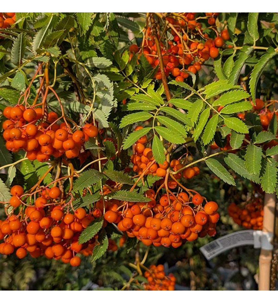 Sorbus aucuparia asplenifolia (17.5t)