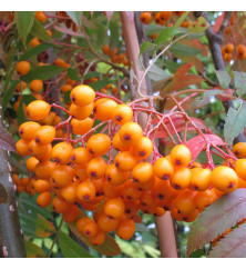 Sorbus Autumn Spire (Flanrock) (7lt)