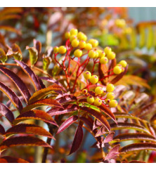 Sorbus Autumn Spire (Flanrock) (7lt)