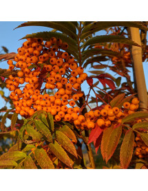 Sorbus Autumn Spire (Flanrock) (12lt)