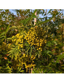 Sorbus Autumn Spire (Flanrock) (12lt) Sorbus Autumn Spire (Flanrock) (12lt)