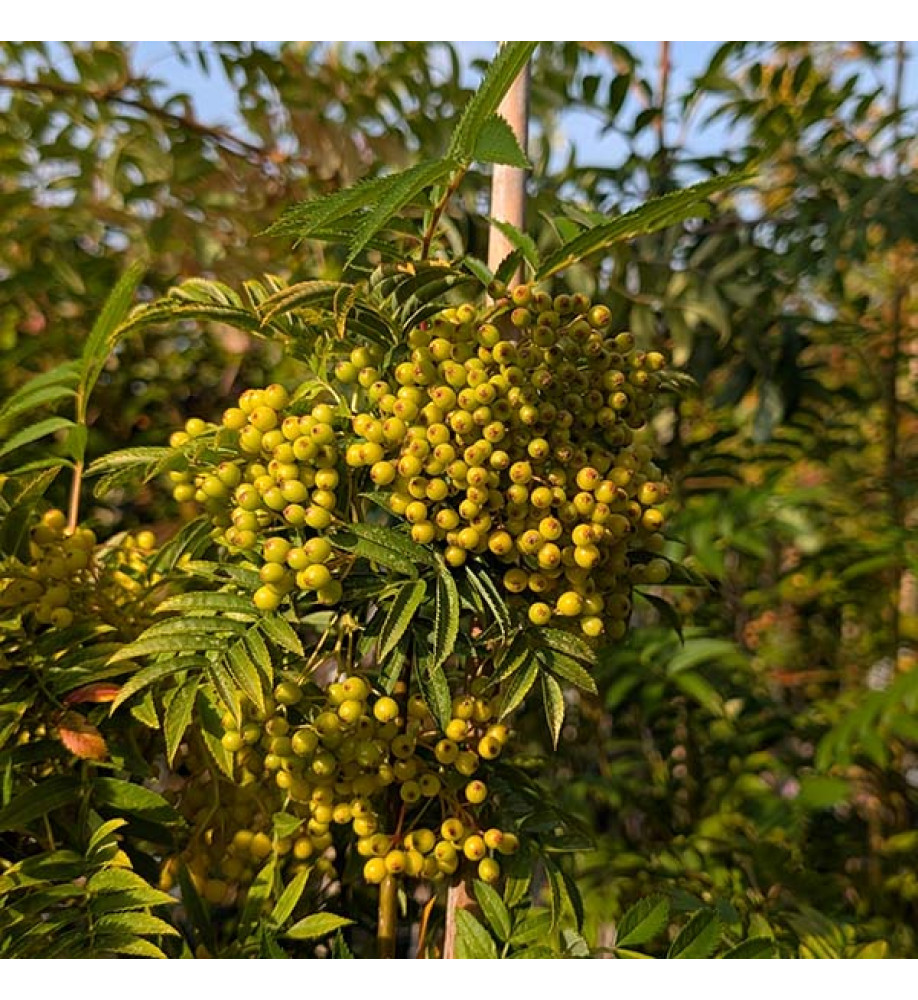 Sorbus Autumn Spire (Flanrock) (7lt) Sorbus Autumn Spire (Flanrock) (7lt)