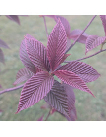 Sorbus caloneura (7lt) Sorbus caloneura (7lt)