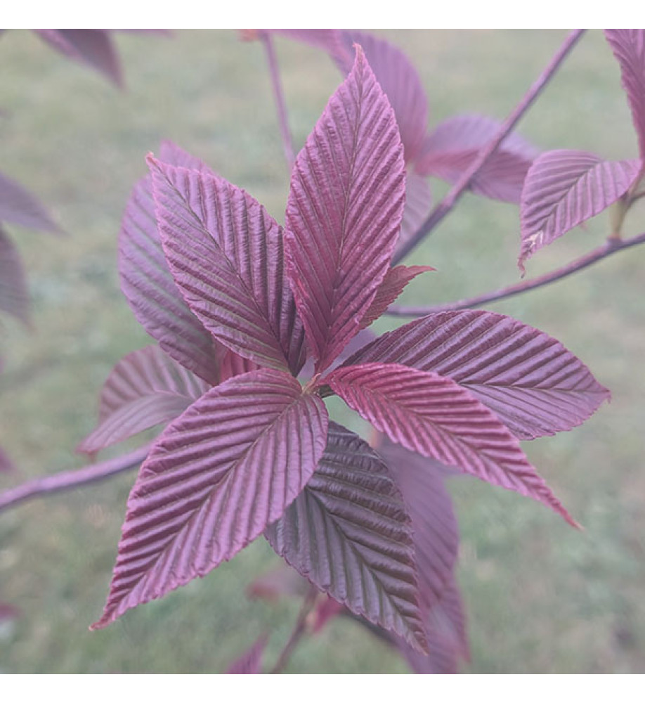 Sorbus caloneura (7lt) Sorbus caloneura (7lt)