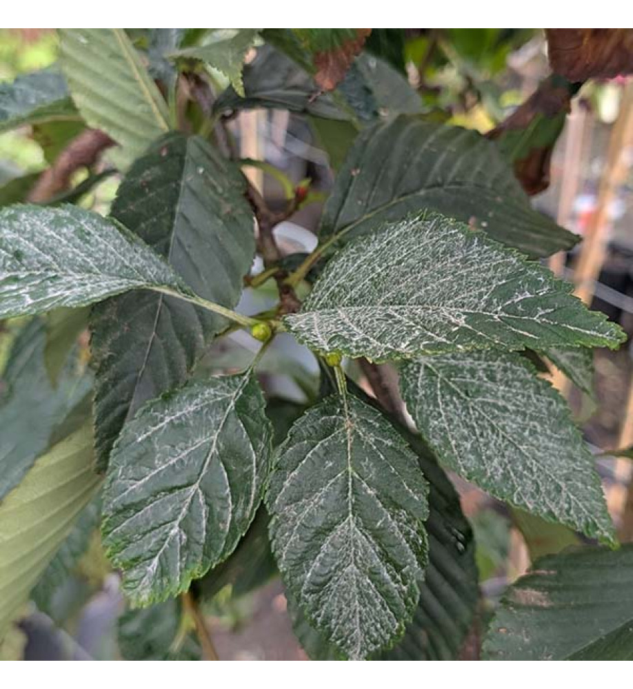 Sorbus caloneura (18lt) Sorbus caloneura (18lt)