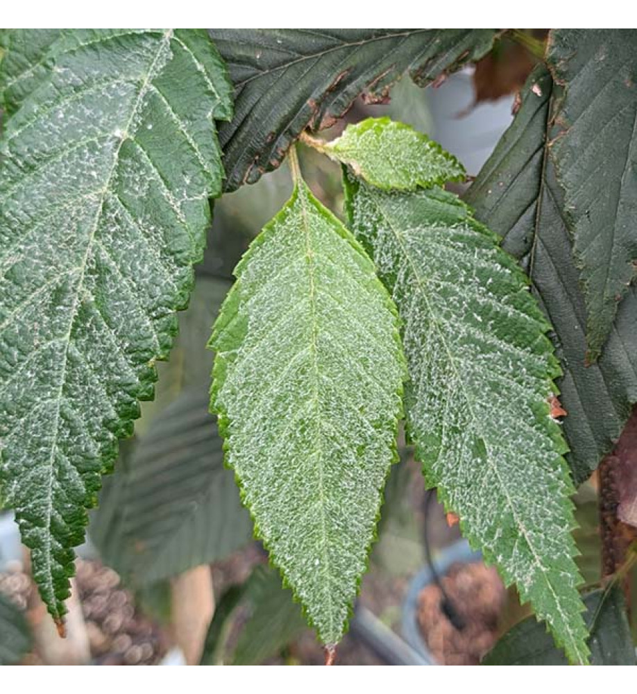 Sorbus caloneura (18lt) Sorbus caloneura (18lt)