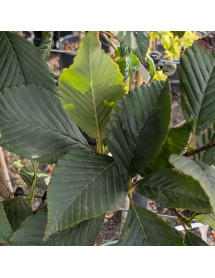 Sorbus caloneura (18lt) Sorbus caloneura (18lt)