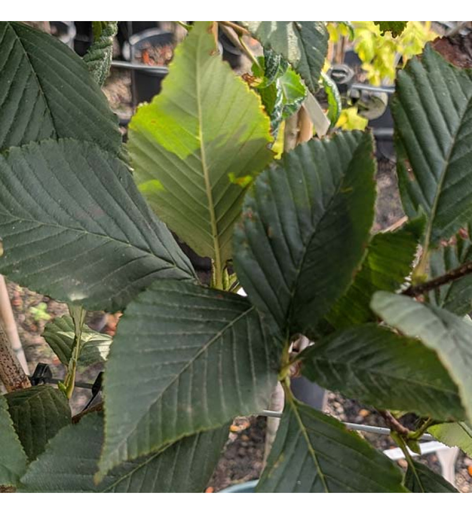 Sorbus caloneura (18lt) Sorbus caloneura (18lt)