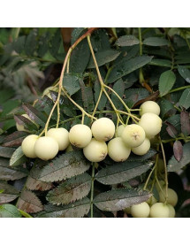Sorbus cashmiriana (7lt)