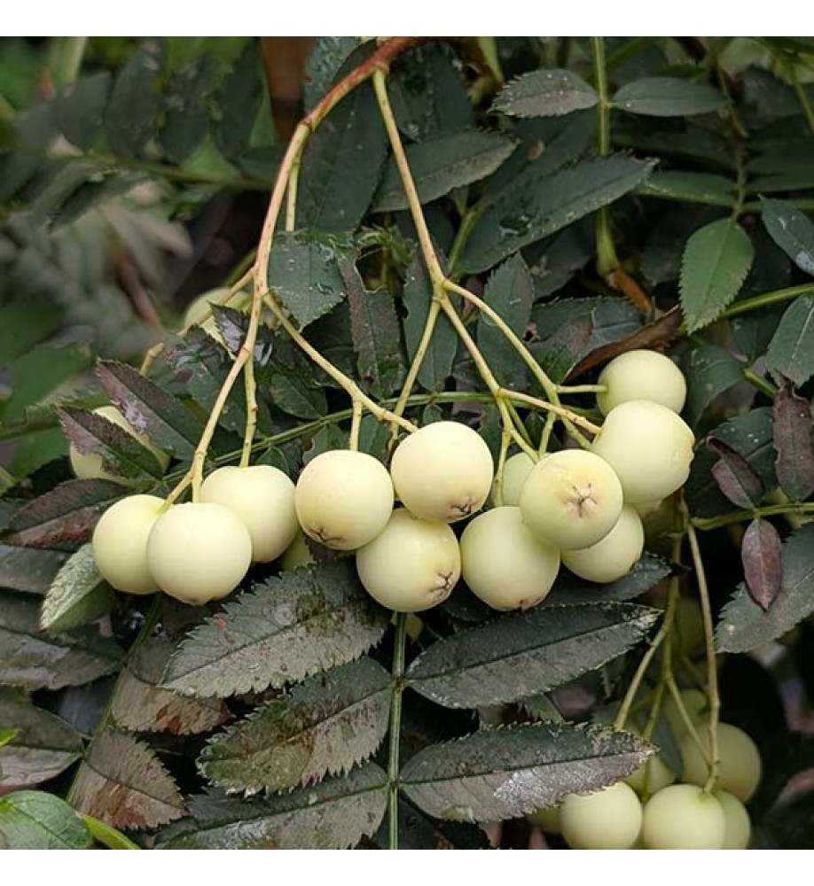 Sorbus cashmiriana (7lt)
