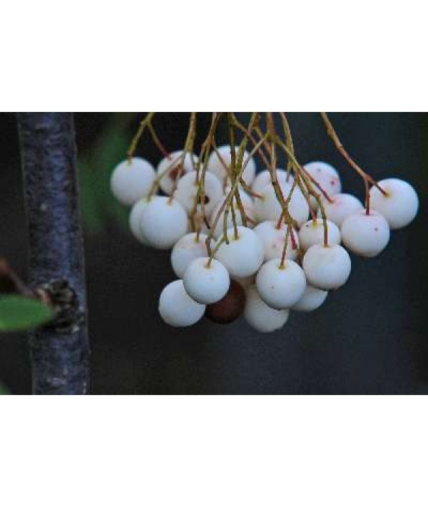 Sorbus cashmiriana (7lt)