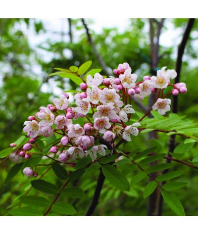 Sorbus cashmiriana (7lt)