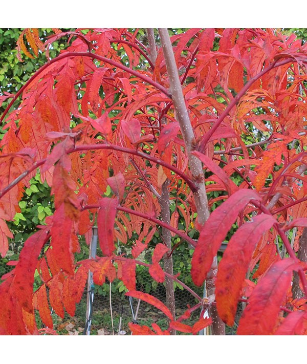 Sorbus Chinese Lace (12lt)