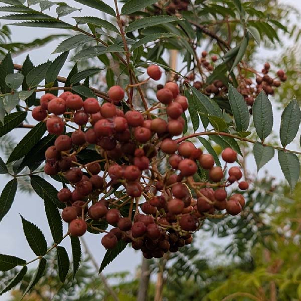 Sorbus Copper Kettle (18lt)