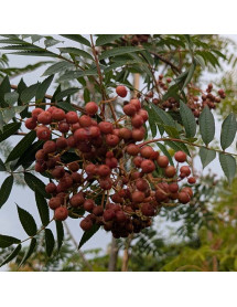 Sorbus Copper Kettle (12lt) Sorbus Copper Kettle (12lt)