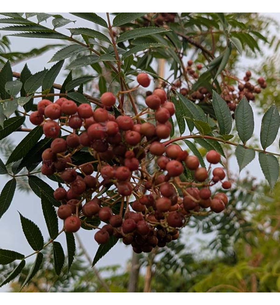 Sorbus Copper Kettle (18lt)