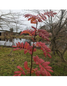 Sorbus domestica (12lt)