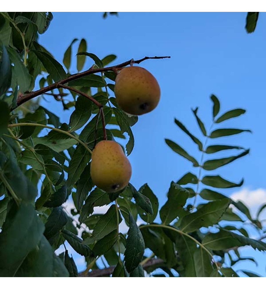 Sorbus domestica (20lt) Sorbus domestica (20lt)