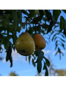 Sorbus domestica (20lt) Sorbus domestica (20lt)