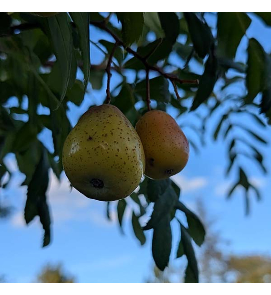 Sorbus domestica (20lt) Sorbus domestica (20lt)