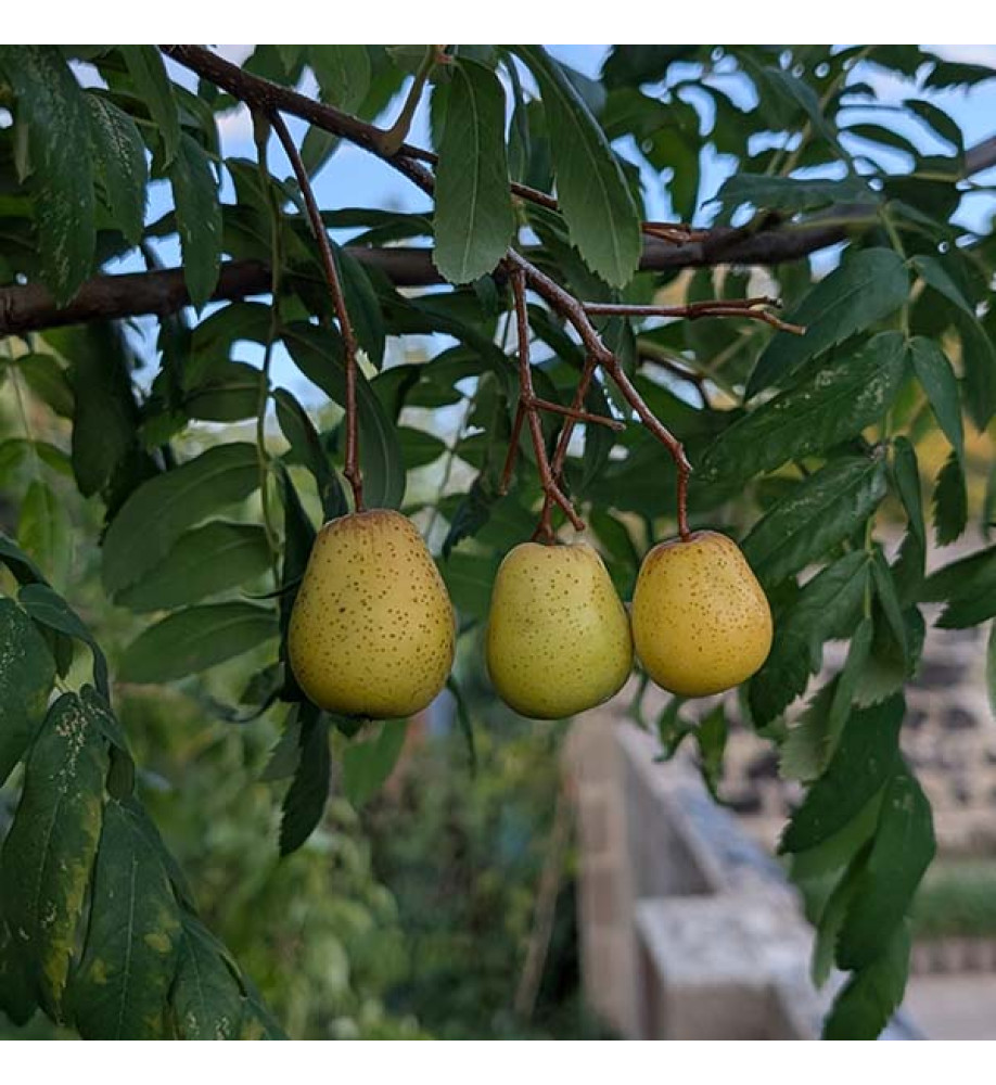 Sorbus domestica (20lt) Sorbus domestica (20lt)