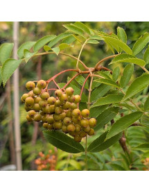 Sorbus commixta Embley (18lt) Sorbus commixta Embley (18lt)