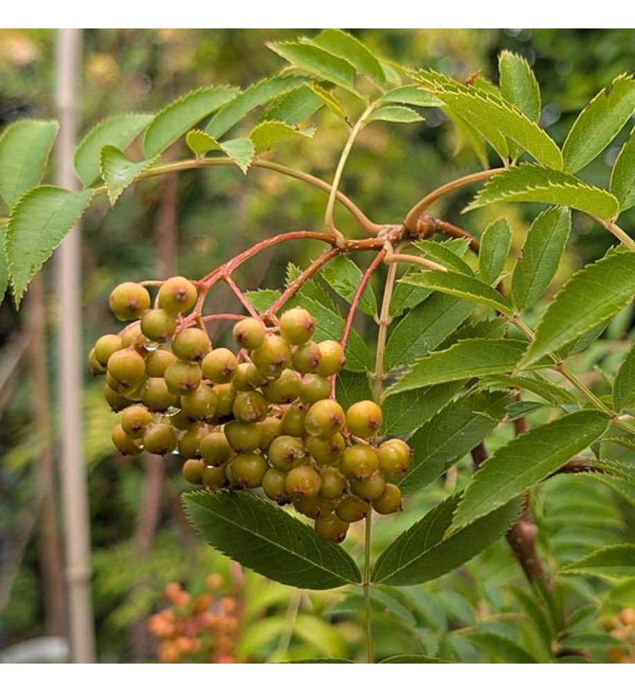 Sorbus commixta Embley (18lt)