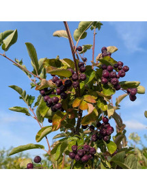 Sorbus fallax 'Likjornaja' Liquorice (F) (12lt)