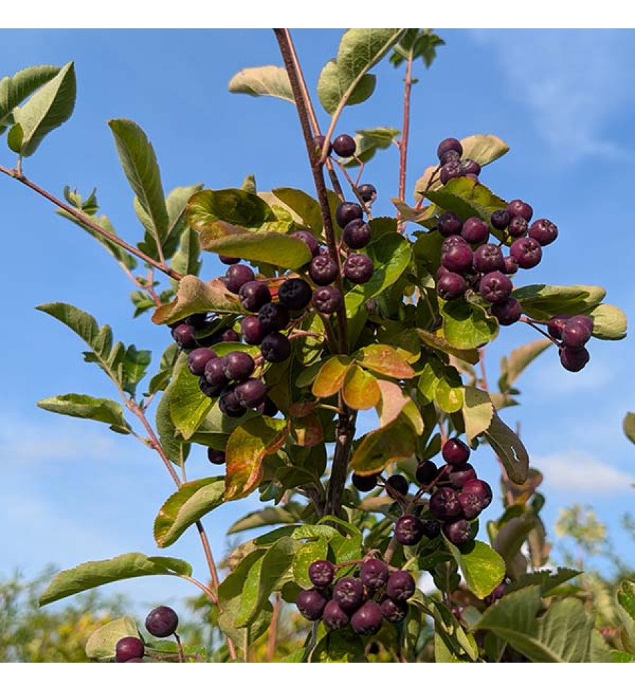 Sorbus fallax 'Likjornaja' Liquorice (F) (12lt)
