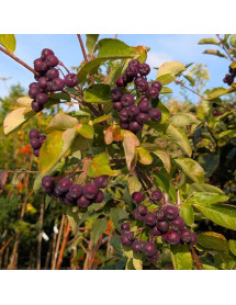 Sorbus fallax 'Likjornaja' Liquorice (F) (12lt)