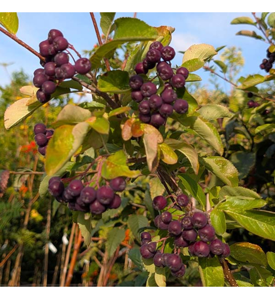 Sorbus fallax 'Likjornaja' Liquorice (F) (12lt) Sorbus fallax 'Likjornaja' Liquorice (F) (12lt)