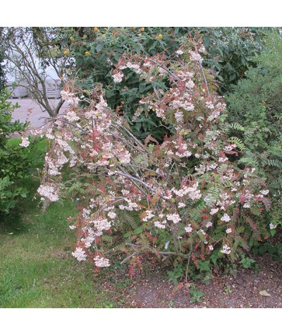 Sorbus frutescens (10lt)