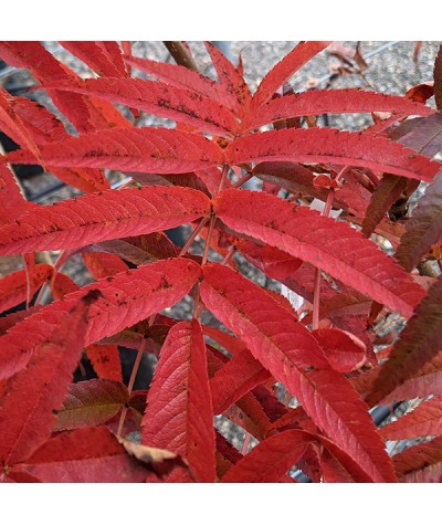 Sorbus ulleungensis Olympic Flame (12lt)