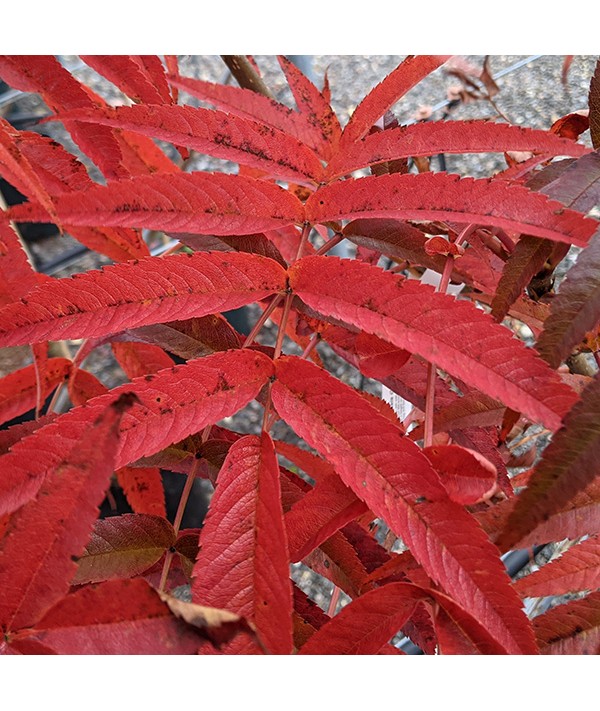 Sorbus ulleungensis Olympic Flame (10lt)