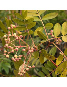 Sorbus pseudohupehensis (12lt)