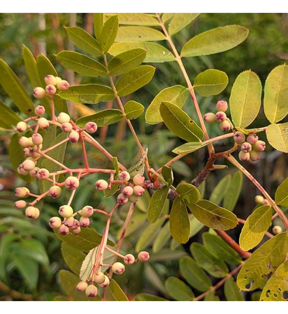 Sorbus pseudohupehensis (12lt)
