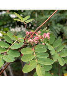 Sorbus pseudohupehensis Pink Pagoda (17.5lt)