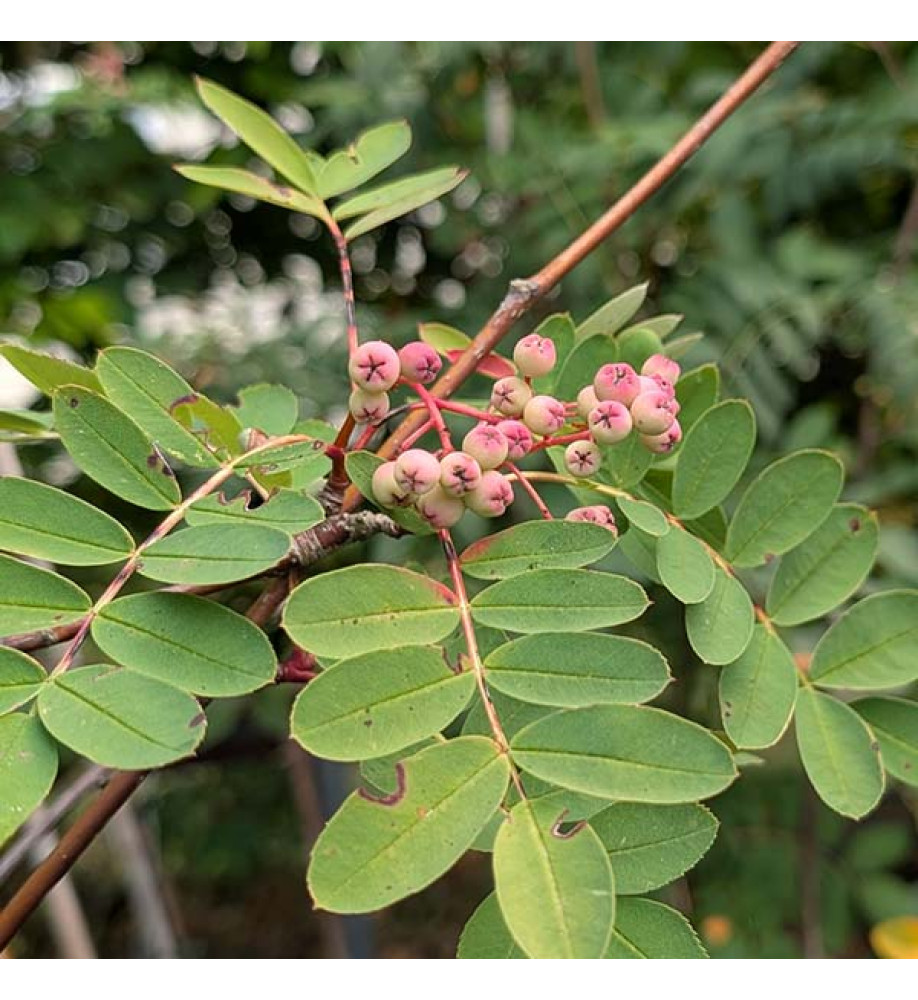 Sorbus pseudohupehensis Pink Pagoda (17.5lt)