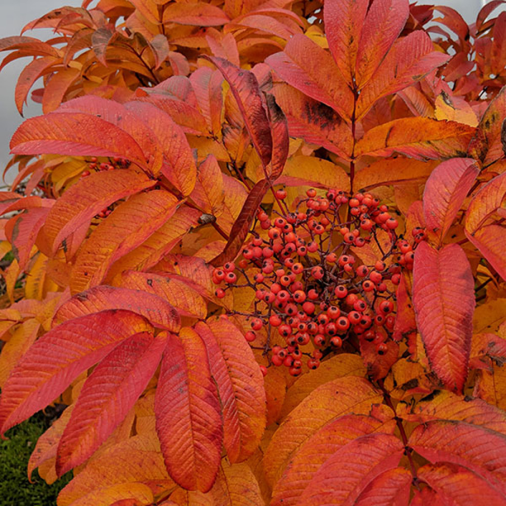 Sorbus sargentiana (12lt)