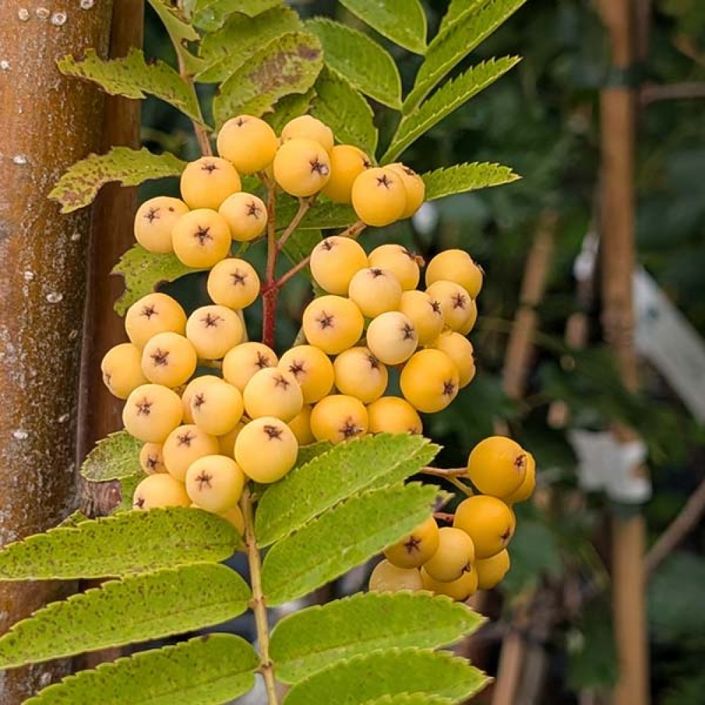 Sorbus Sunshine (12lt)