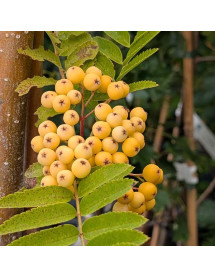 Sorbus Sunshine (12lt)
