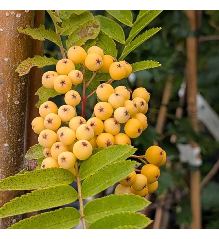 Sorbus Sunshine (12lt)