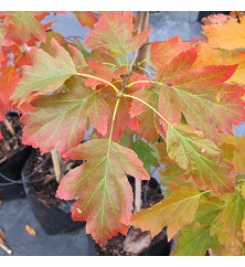 Sorbus torminalis (1.2-1.5m bare root)