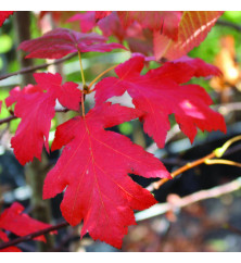 Sorbus torminalis (1.2-1.5m bare root)