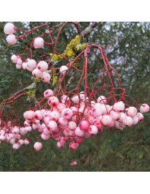 Sorbus vilmorinii (18lt)