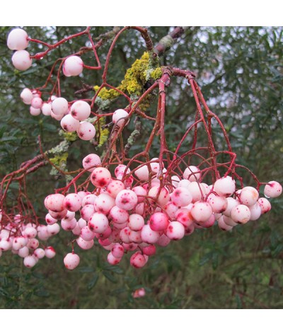 Sorbus pseudovilmorinii (12lt)