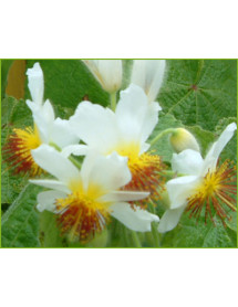 Sparrmannia africana (1lt)