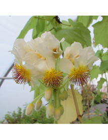 Sparrmannia africana (7.5lt)
