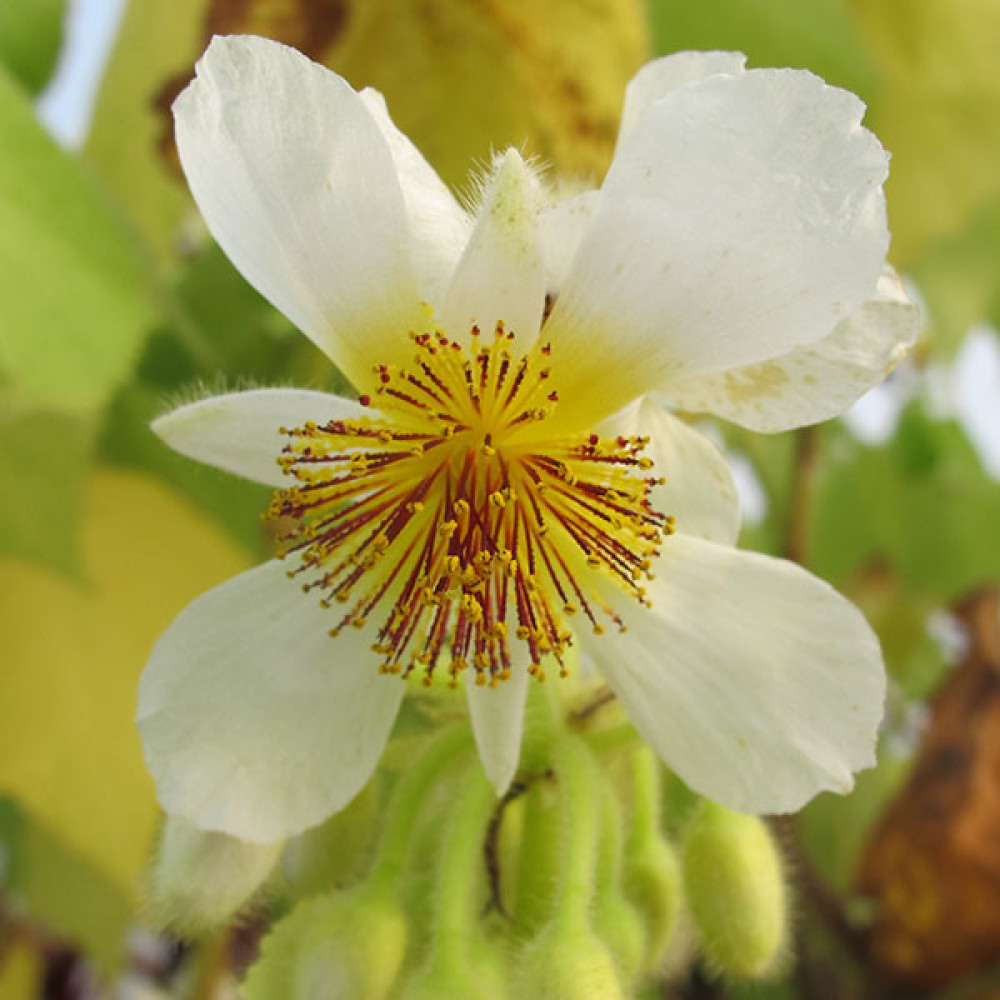 Sparrmannia africana (7.5lt)