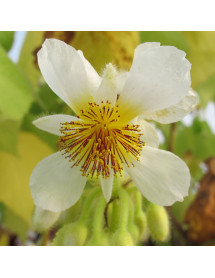 Sparrmannia africana (7.5lt)